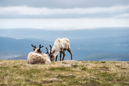 Cairngorm Reindeer Herd