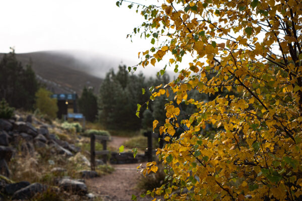 Autumn Mountain Garden