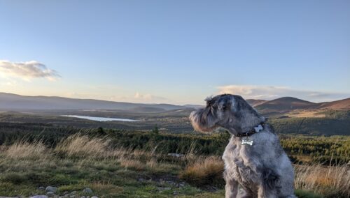 Dog at Cairngorm Mountain