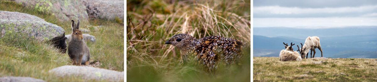 Wildlife at Cairngorm Mountain summit