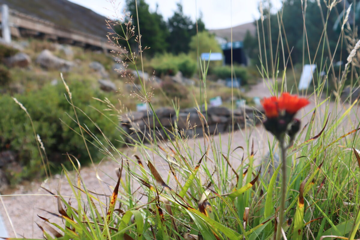 Wild flowers in the Mountain Garden.