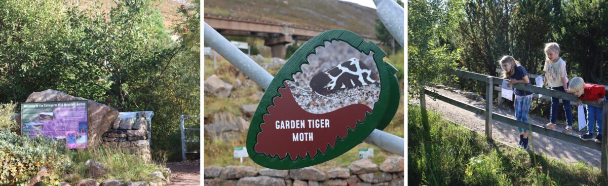 Mountain garden at Cairngorm Mountain