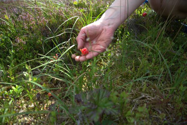 Local plants at Cairngorm Mountain