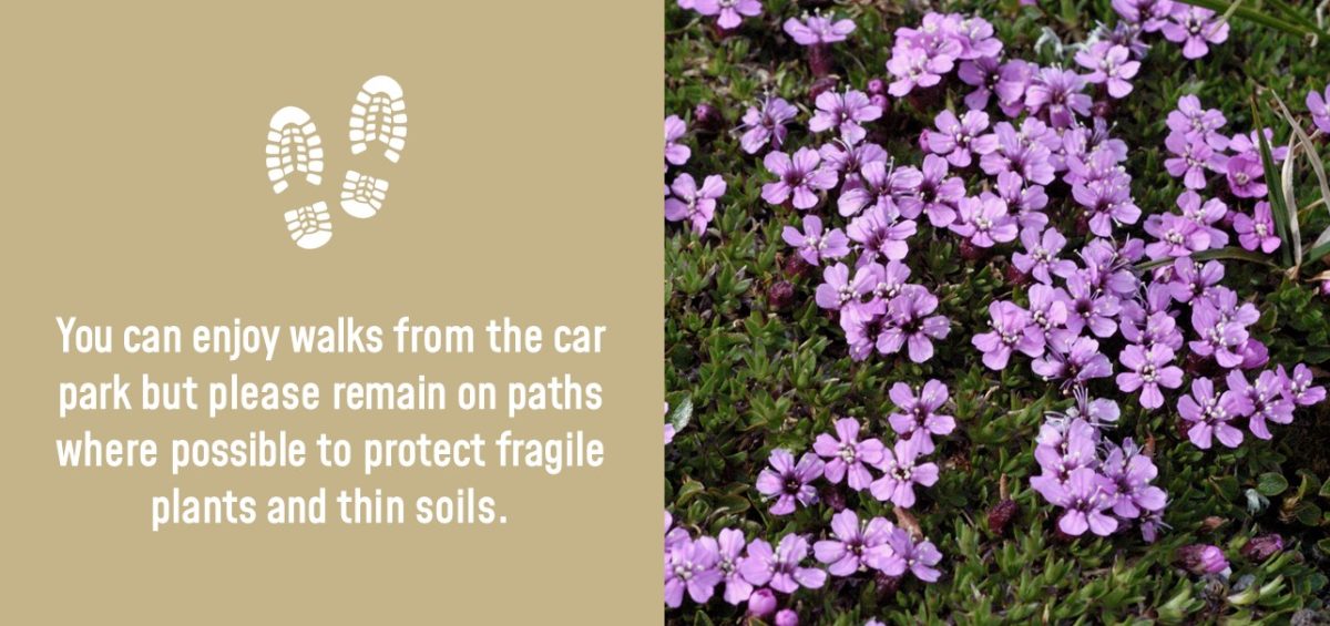 Fragile plants at Cairngorm Mountain