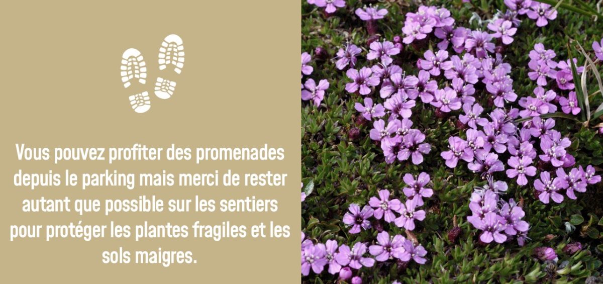 Fragile plants at Cairngorm Mountain in French