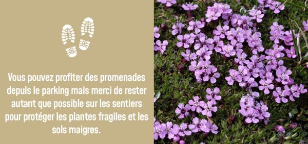Fragile plants at Cairngorm Mountain in French