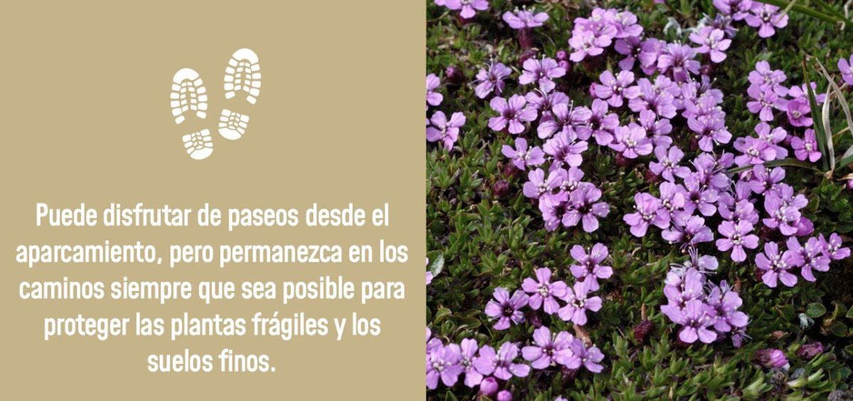 Protecting fragile plants in Spanish