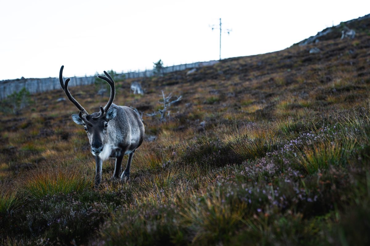 Reindeer on Cairngorm Mountain